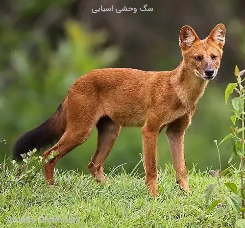 سگ وحشی اسیایی